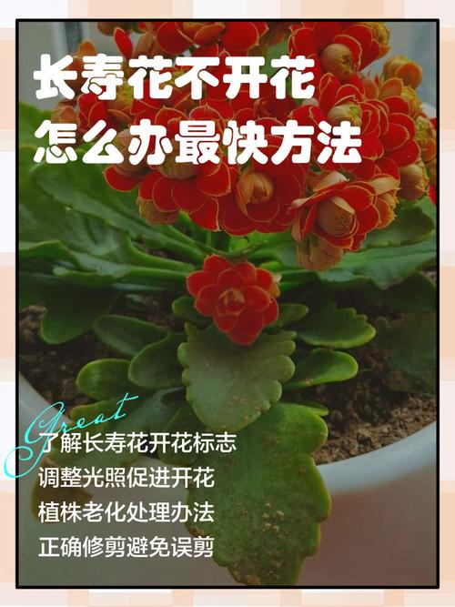 长寿花花茎变软怎么办，长寿花花茎变软怎么办小妙招？-第2张图片-优品飞百科