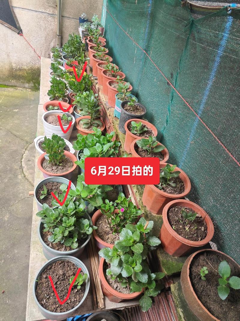 长寿花花茎变软怎么办，长寿花花茎变软怎么办小妙招？-第4张图片-优品飞百科