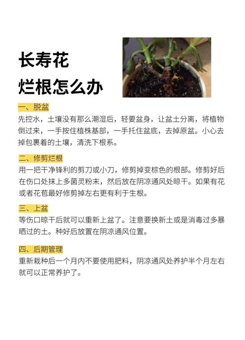 长寿花花茎变软怎么办，长寿花花茎变软怎么办小妙招？-第5张图片-优品飞百科