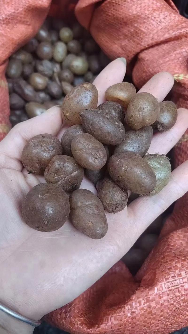 肾蕨有什么作用？肾蕨的介绍？