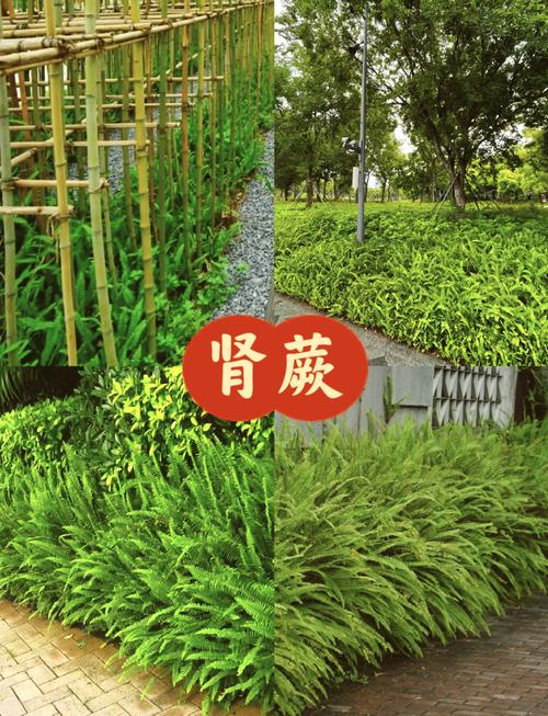 肾蕨有什么作用？肾蕨的介绍？-第2张图片-优品飞百科