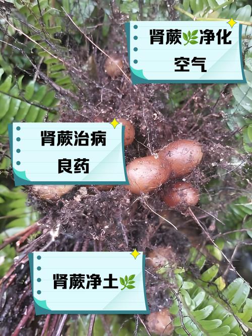 肾蕨有什么作用？肾蕨的介绍？-第3张图片-优品飞百科