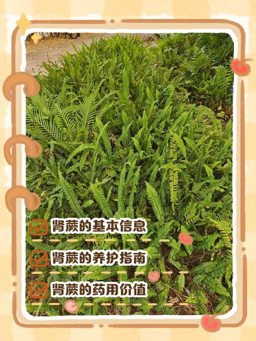 肾蕨有什么作用？肾蕨的介绍？-第4张图片-优品飞百科