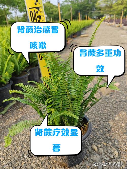 肾蕨有什么作用？肾蕨的介绍？-第5张图片-优品飞百科