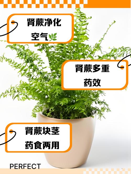 肾蕨有什么作用？肾蕨的介绍？-第6张图片-优品飞百科
