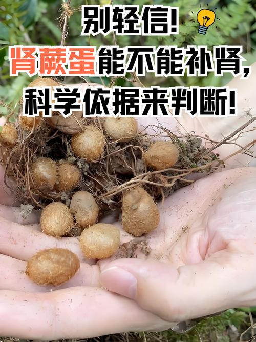 肾蕨有什么作用？肾蕨的介绍？-第7张图片-优品飞百科