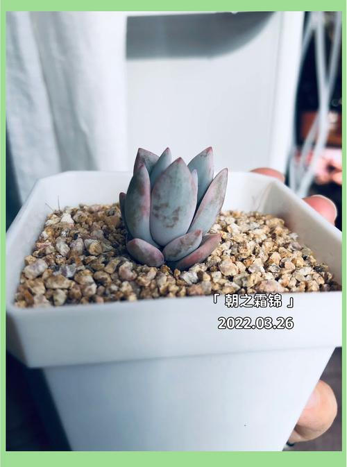 霜之朝的花语是什么，霜之朝的养殖方法和注意事项？