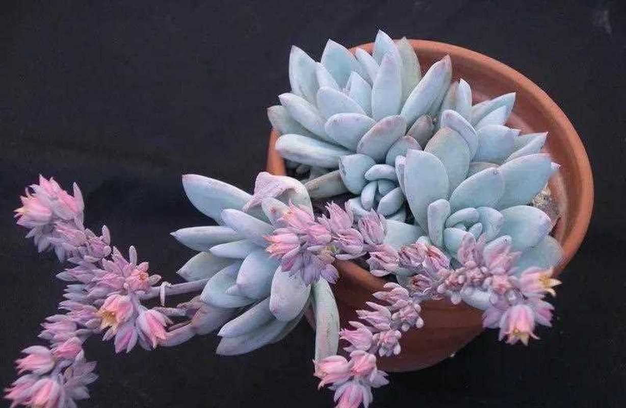 霜之朝的花语是什么，霜之朝的养殖方法和注意事项？-第2张图片-优品飞百科