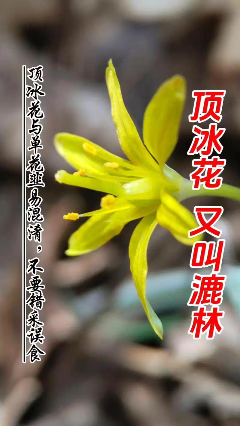 霜之朝的花语是什么，霜之朝的养殖方法和注意事项？-第3张图片-优品飞百科