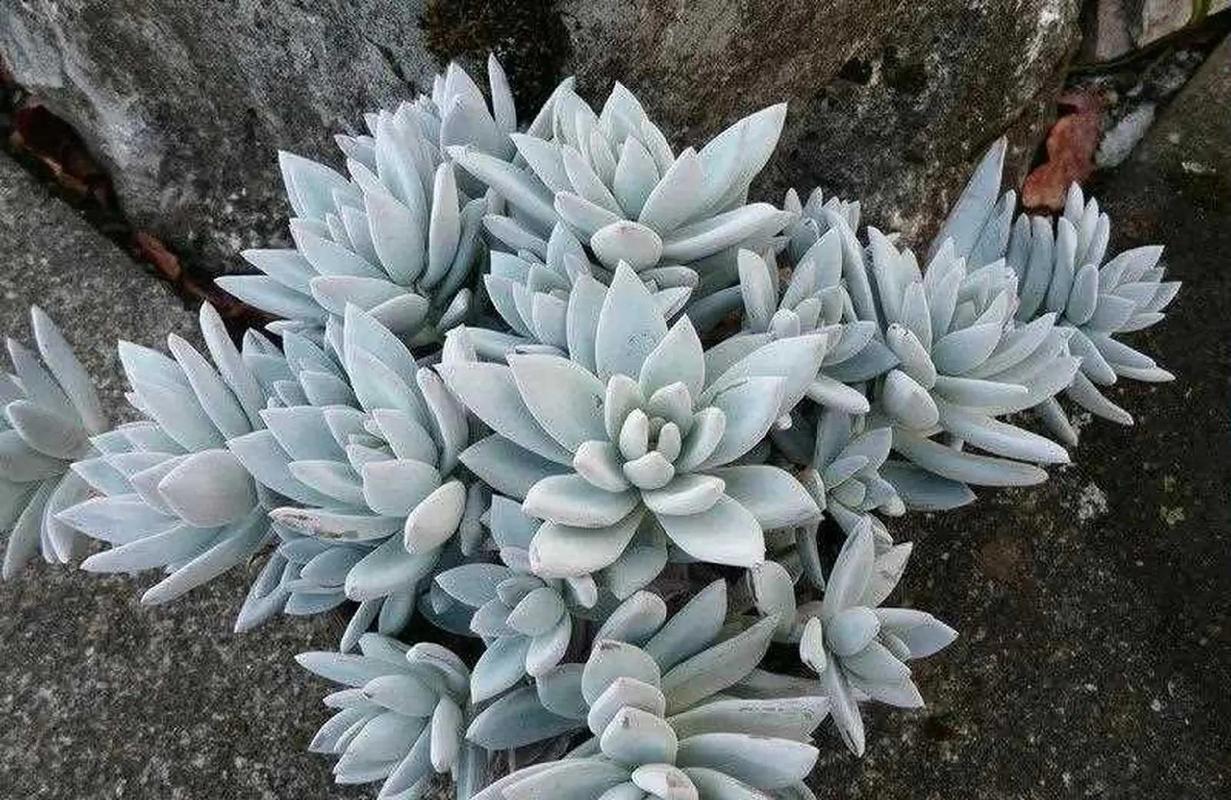 霜之朝的花语是什么，霜之朝的养殖方法和注意事项？-第4张图片-优品飞百科