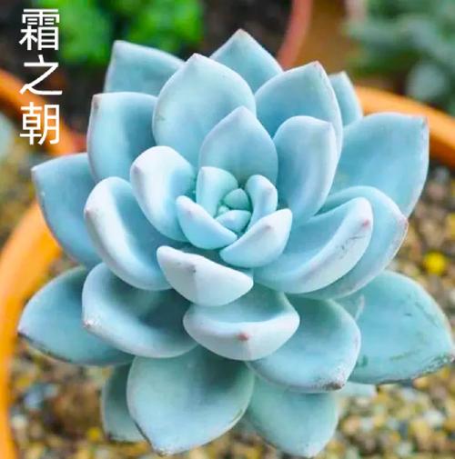 霜之朝的花语是什么，霜之朝的养殖方法和注意事项？-第5张图片-优品飞百科