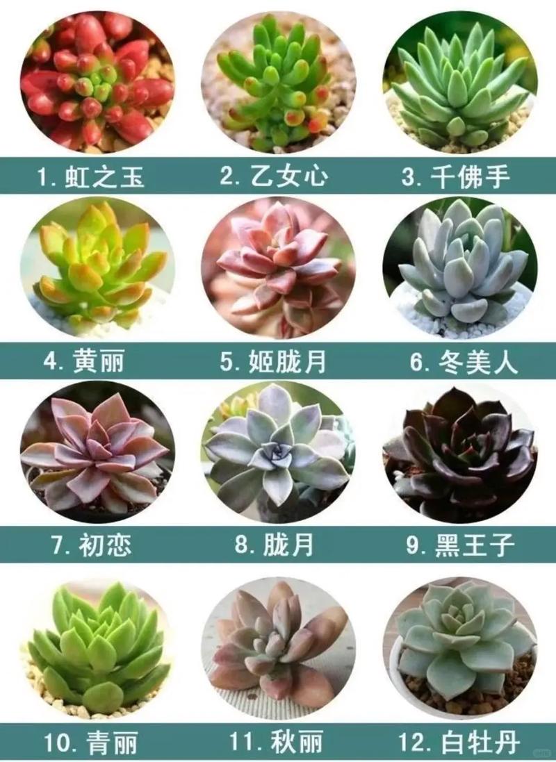 霜之朝的花语是什么，霜之朝的养殖方法和注意事项？-第6张图片-优品飞百科