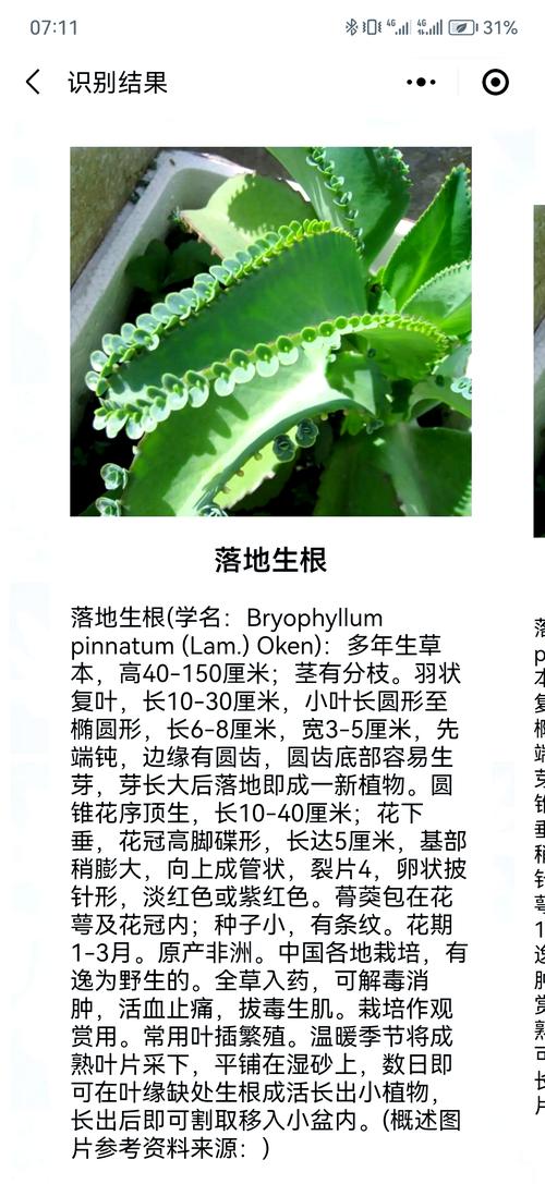 霜之朝的花语是什么，霜之朝的养殖方法和注意事项？-第7张图片-优品飞百科