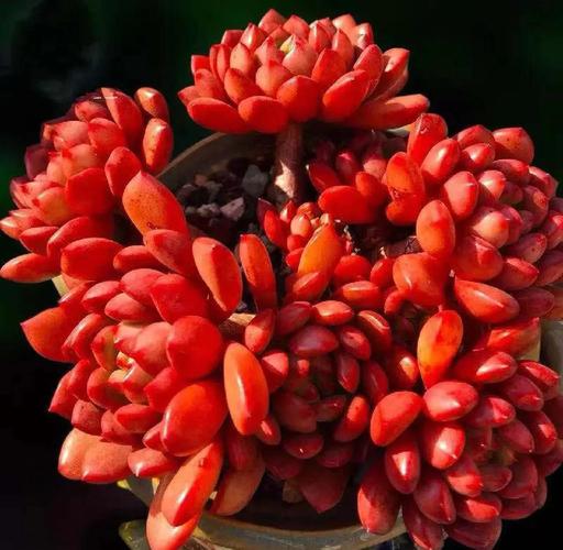 多肉植物红宝石怎么养，多肉植物红宝石怎么养护和管理？