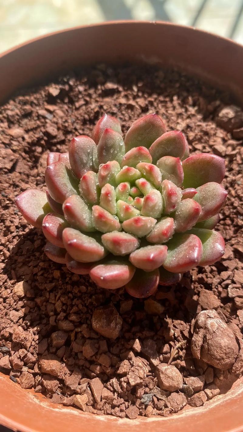 多肉植物红宝石怎么养,多肉植物红宝石怎么养护和管理?-第2张图片-优品飞百科 多肉植物红宝石怎么养,多肉植物红宝石怎么养护和管理?-第2张图片-优品飞百科