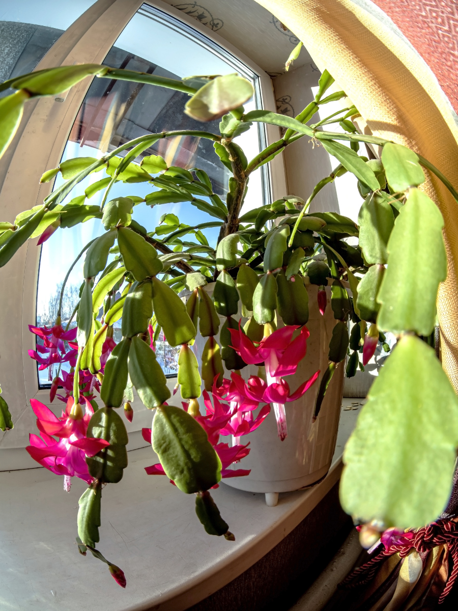 蟹爪兰叶子发软发蔫怎么办呢，蟹爪兰叶子发软发蔫怎么办呢图片？