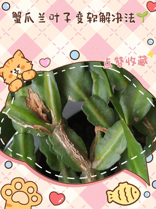 蟹爪兰叶子发软发蔫怎么办呢,蟹爪兰叶子发软发蔫怎么办呢图片?-第2张图片-优品飞百科 蟹爪兰叶子发软发蔫怎么办呢,蟹爪兰叶子发软发蔫怎么办呢图片?-第2张图片-优品飞百科