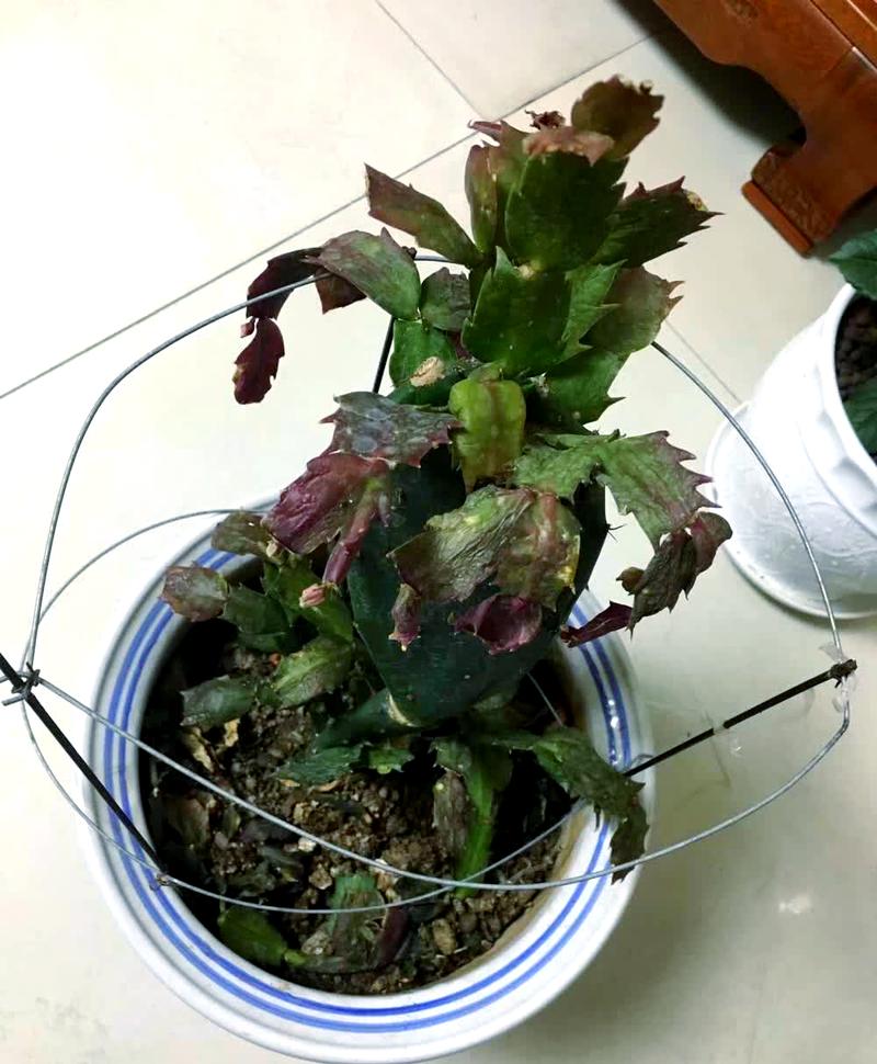 蟹爪兰叶子发软发蔫怎么办呢,蟹爪兰叶子发软发蔫怎么办呢图片?-第3张图片-优品飞百科 蟹爪兰叶子发软发蔫怎么办呢,蟹爪兰叶子发软发蔫怎么办呢图片?-第3张图片-优品飞百科