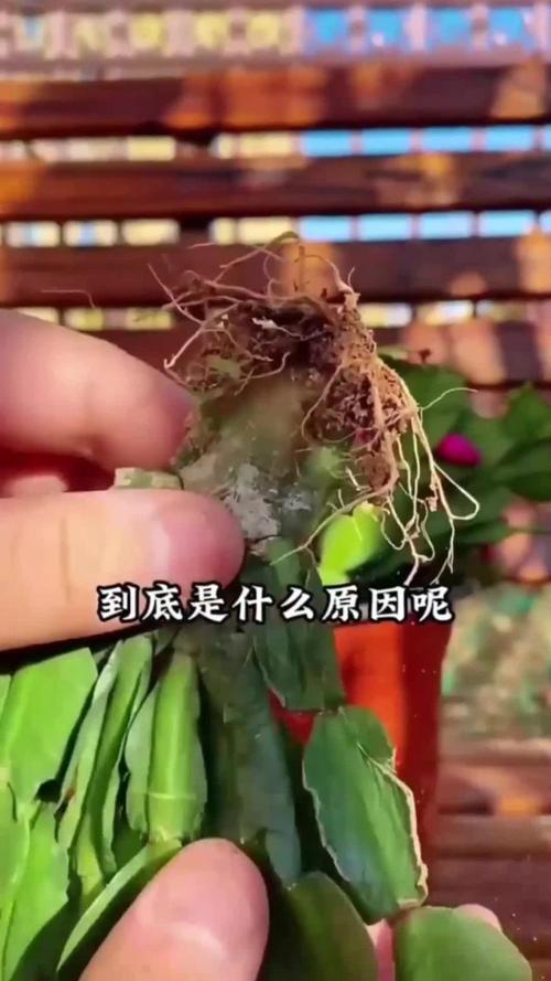 蟹爪兰叶子发软发蔫怎么办呢,蟹爪兰叶子发软发蔫怎么办呢图片?-第4张图片-优品飞百科 蟹爪兰叶子发软发蔫怎么办呢,蟹爪兰叶子发软发蔫怎么办呢图片?-第4张图片-优品飞百科