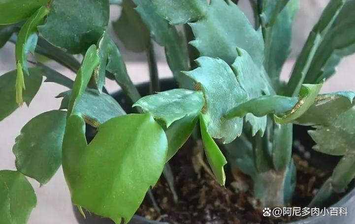 蟹爪兰叶子发软发蔫怎么办呢,蟹爪兰叶子发软发蔫怎么办呢图片?-第5张图片-优品飞百科 蟹爪兰叶子发软发蔫怎么办呢,蟹爪兰叶子发软发蔫怎么办呢图片?-第5张图片-优品飞百科