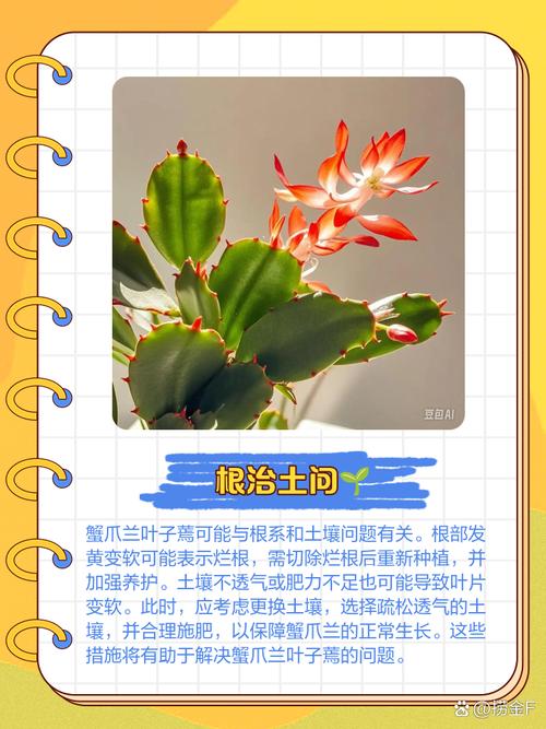 蟹爪兰叶子发软发蔫怎么办呢,蟹爪兰叶子发软发蔫怎么办呢图片?-第6张图片-优品飞百科 蟹爪兰叶子发软发蔫怎么办呢,蟹爪兰叶子发软发蔫怎么办呢图片?-第6张图片-优品飞百科