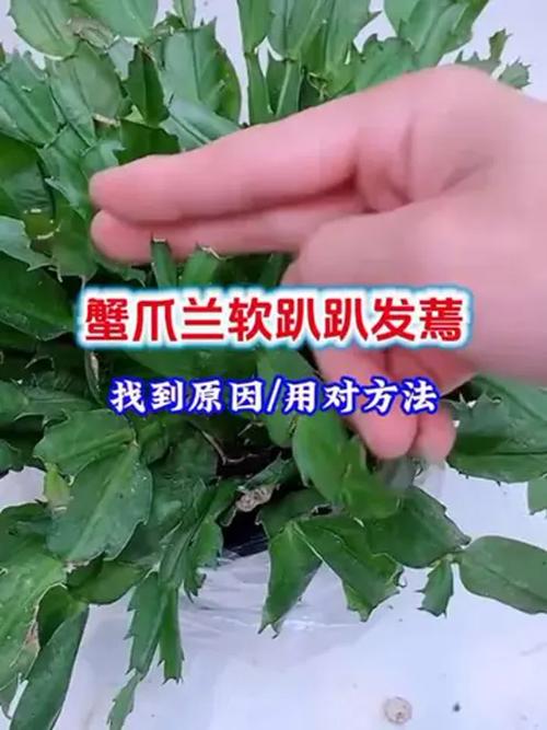 蟹爪兰叶子发软发蔫怎么办呢,蟹爪兰叶子发软发蔫怎么办呢图片?-第7张图片-优品飞百科 蟹爪兰叶子发软发蔫怎么办呢,蟹爪兰叶子发软发蔫怎么办呢图片?-第7张图片-优品飞百科