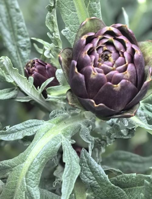 菜蓟怎么吃,菜蓟是什么-第3张图片-优品飞百科 菜蓟怎么吃,菜蓟是什么-第3张图片-优品飞百科