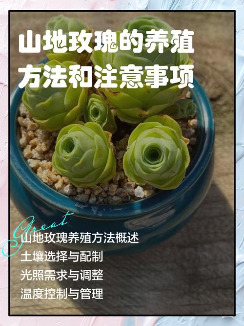 春天种山地玫瑰方法?如何养殖山地玫瑰?-第1张图片-优品飞百科 春天种山地玫瑰方法?如何养殖山地玫瑰?-第1张图片-优品飞百科