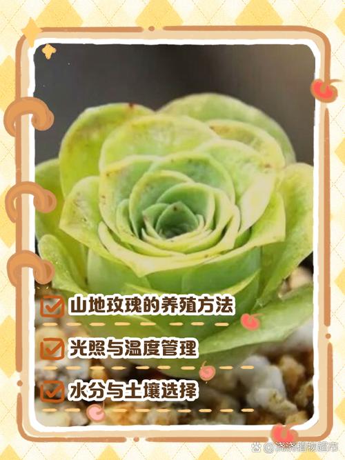 春天种山地玫瑰方法?如何养殖山地玫瑰?-第2张图片-优品飞百科 春天种山地玫瑰方法?如何养殖山地玫瑰?-第2张图片-优品飞百科