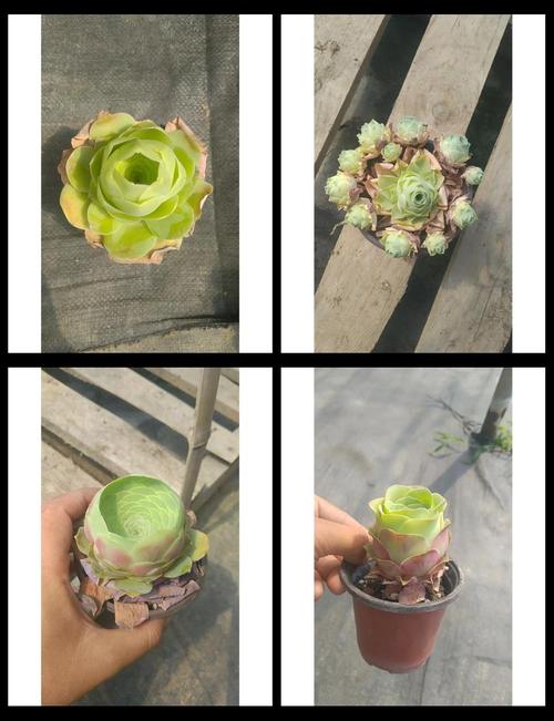 春天种山地玫瑰方法?如何养殖山地玫瑰?-第3张图片-优品飞百科 春天种山地玫瑰方法?如何养殖山地玫瑰?-第3张图片-优品飞百科