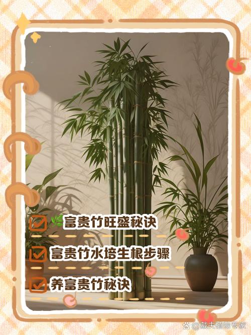 阿司匹林养富贵竹怎么用，阿司匹林水养富贵竹