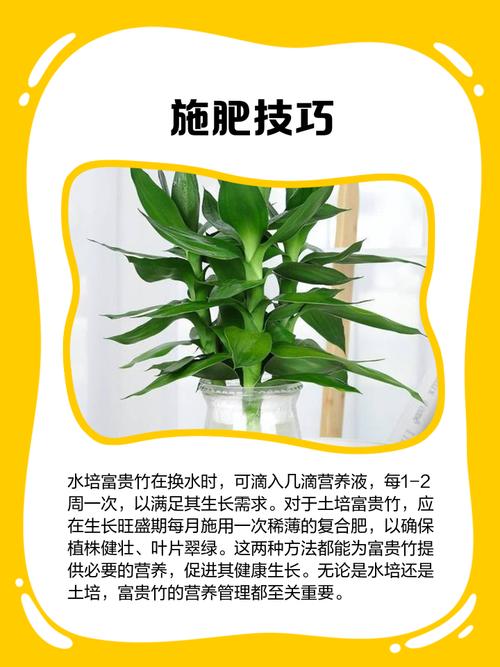 阿司匹林养富贵竹怎么用，阿司匹林水养富贵竹-第3张图片-优品飞百科