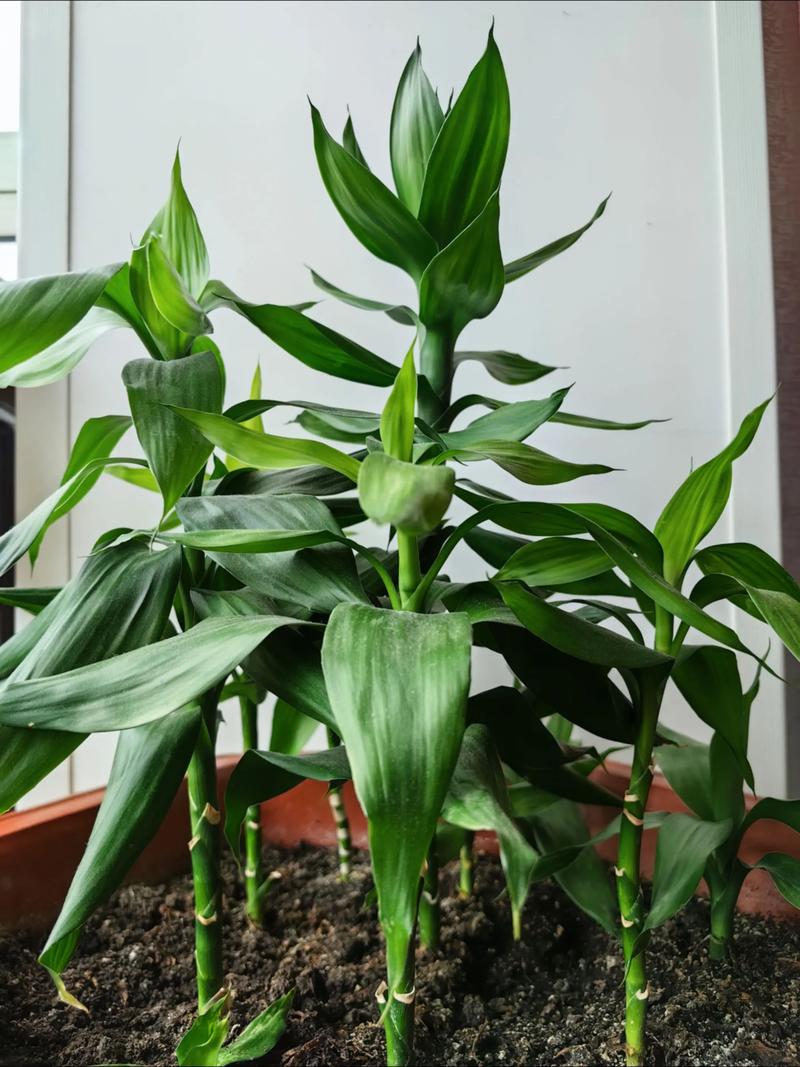 阿司匹林养富贵竹怎么用，阿司匹林水养富贵竹-第5张图片-优品飞百科