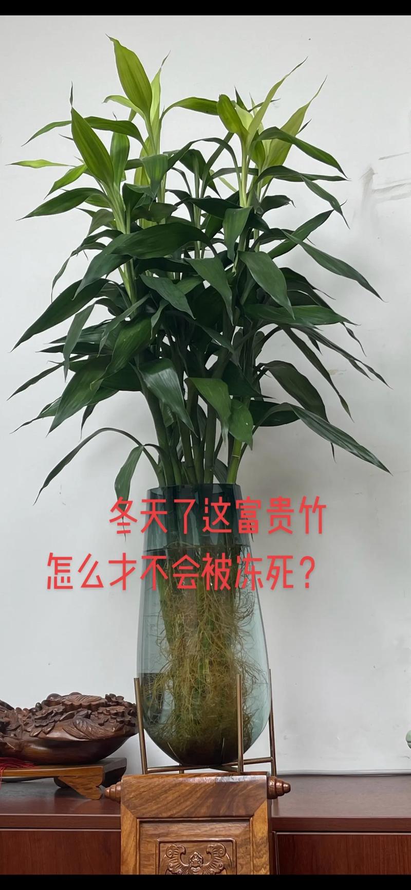 阿司匹林养富贵竹怎么用，阿司匹林水养富贵竹-第6张图片-优品飞百科