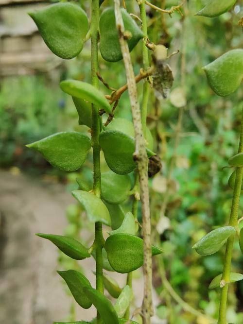 多肉植物百万心怎么养，多肉百星？