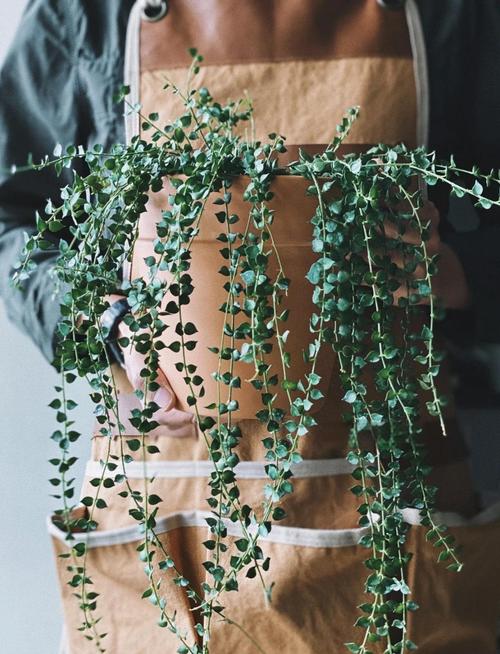 多肉植物百万心怎么养，多肉百星？-第2张图片-优品飞百科