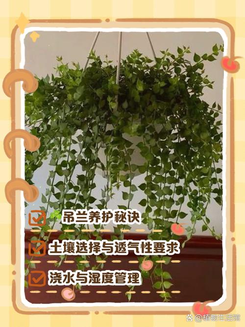 多肉植物百万心怎么养，多肉百星？-第3张图片-优品飞百科