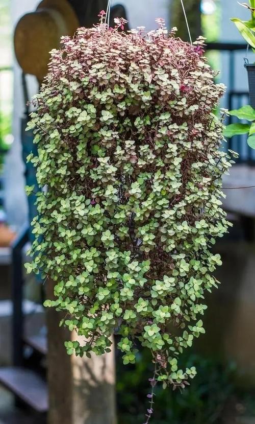 多肉植物百万心怎么养，多肉百星？-第4张图片-优品飞百科