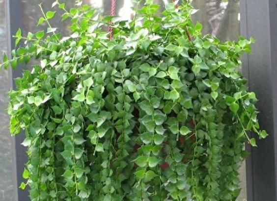 多肉植物百万心怎么养，多肉百星？-第5张图片-优品飞百科