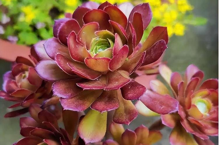 2种植物一起种，净化空气效果倍增，什么植物净化空气比较好好养？