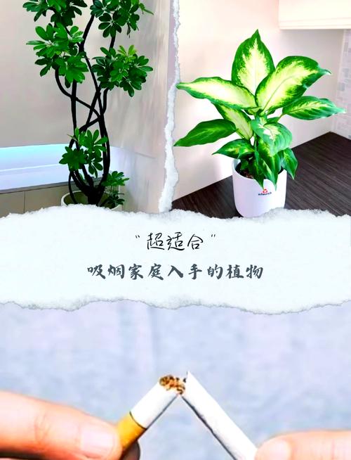 2种植物一起种,净化空气效果倍增,什么植物净化空气比较好好养?-第5张图片-优品飞百科 2种植物一起种,净化空气效果倍增,什么植物净化空气比较好好养?-第5张图片-优品飞百科