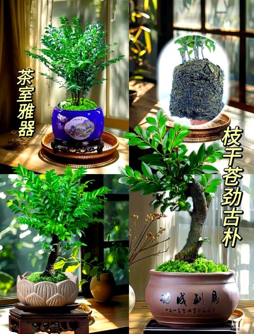 2种植物一起种,净化空气效果倍增,什么植物净化空气比较好好养?-第6张图片-优品飞百科 2种植物一起种,净化空气效果倍增,什么植物净化空气比较好好养?-第6张图片-优品飞百科
