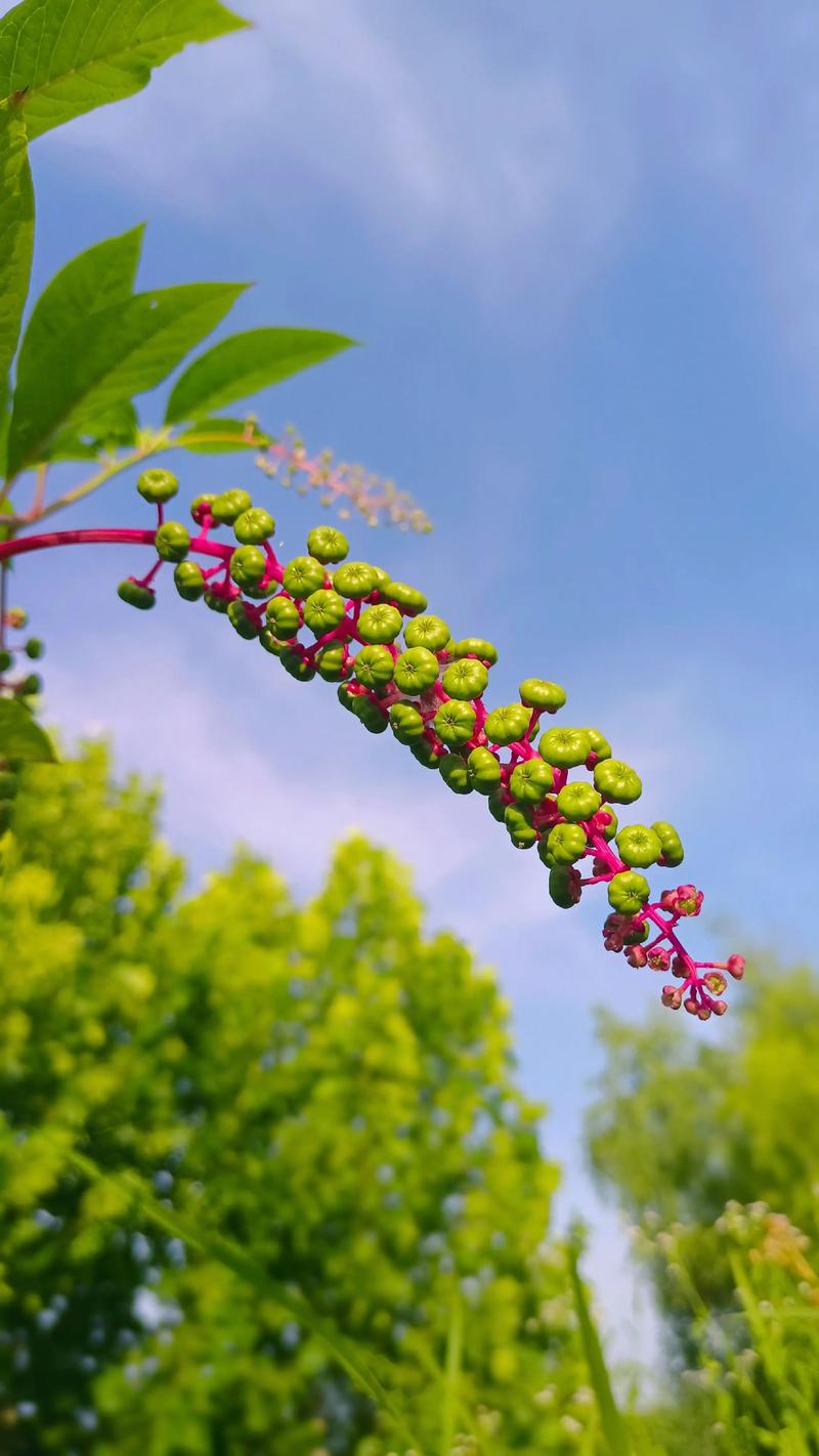 商路有毒吗？商路是什么药材？