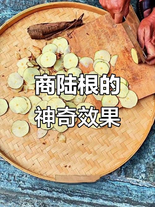 商路有毒吗？商路是什么药材？-第2张图片-优品飞百科