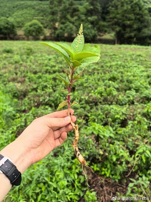 商路有毒吗？商路是什么药材？-第3张图片-优品飞百科