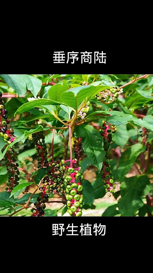 商路有毒吗？商路是什么药材？-第4张图片-优品飞百科