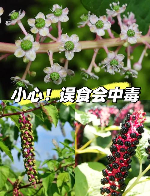 商路有毒吗？商路是什么药材？-第5张图片-优品飞百科