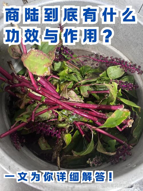 商路有毒吗？商路是什么药材？-第6张图片-优品飞百科