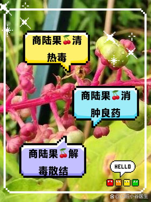 商路有毒吗？商路是什么药材？-第7张图片-优品飞百科