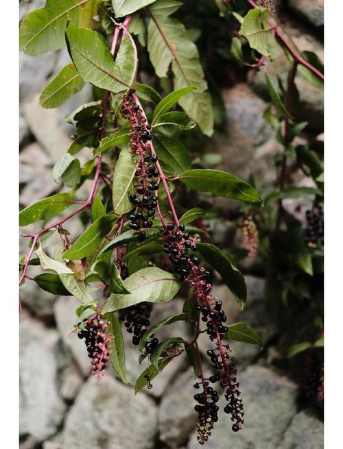 商路有毒吗？商路是什么药材？-第8张图片-优品飞百科